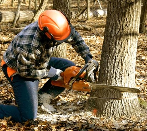 Tree Removal in Woodstock, VA